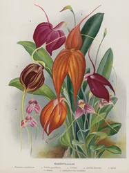 Masdevallias